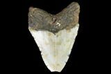 Bargain, Megalodon Tooth - North Carolina #101348-2